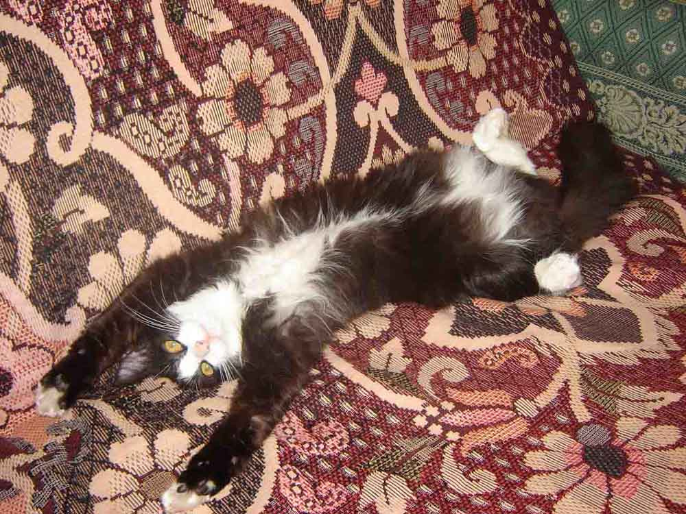 котик Дондик кот, кошка, животные, наши любимцы