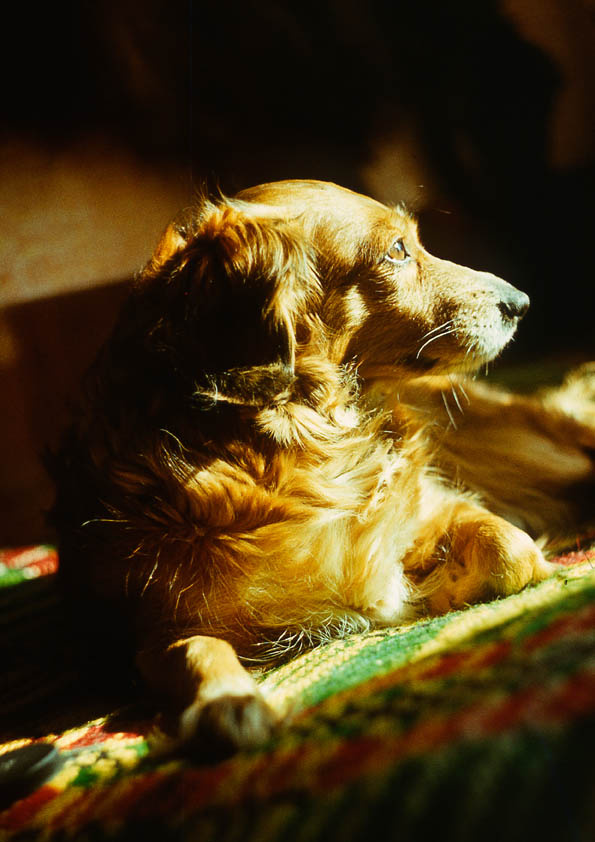 Nikita dog