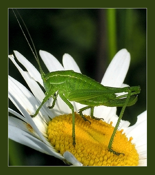 Я кузнечик, а не саранча – 1 