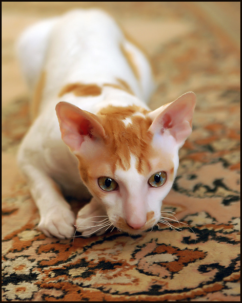 Кот породы корниш рекс Кот  корниш рекс