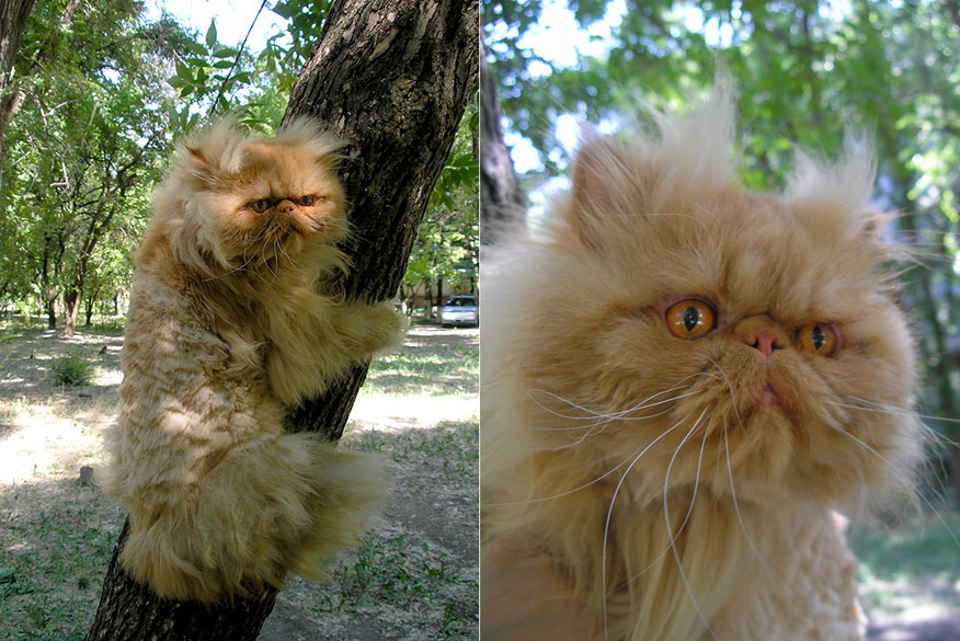 *** рыжий, кот