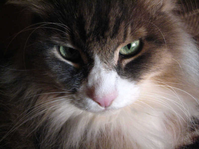 Котяра 