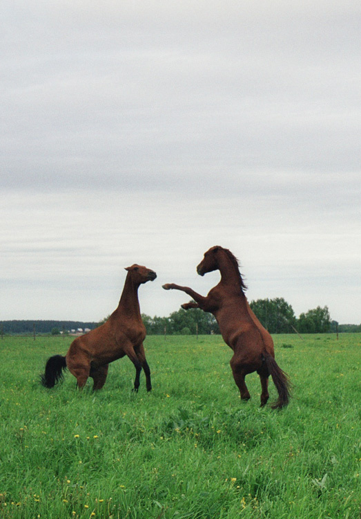 Разбор полетов... лошади, horse