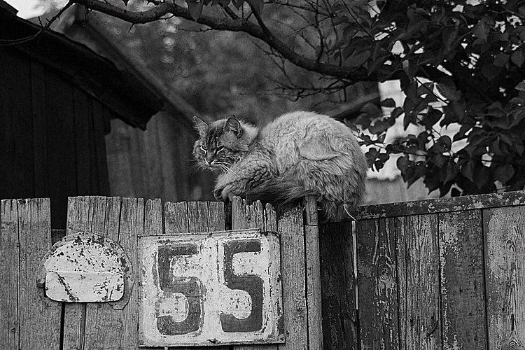 Кот кот забор деревня
