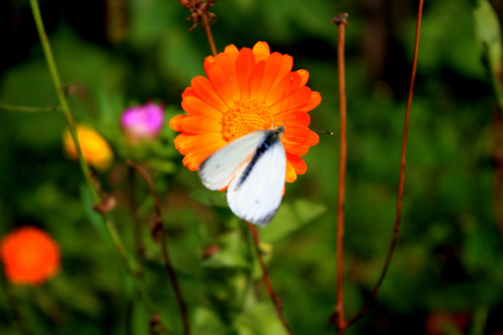 Flower and butterfly 