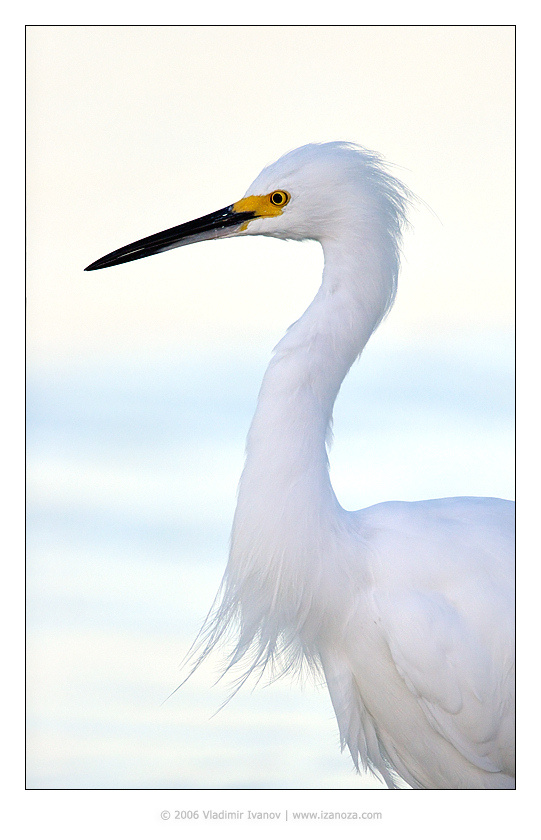 Снежная цапля снежная цапля snowy egret Florida US
