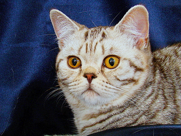 Обаяшка :) Кот выставка