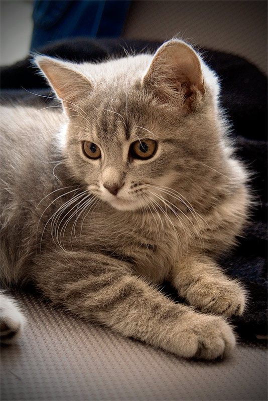 *** Котенок