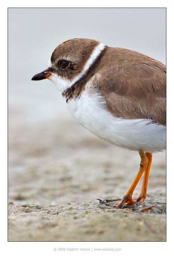 Полшага Перепончатопалый галстучник Semipalmated Plover Florida US