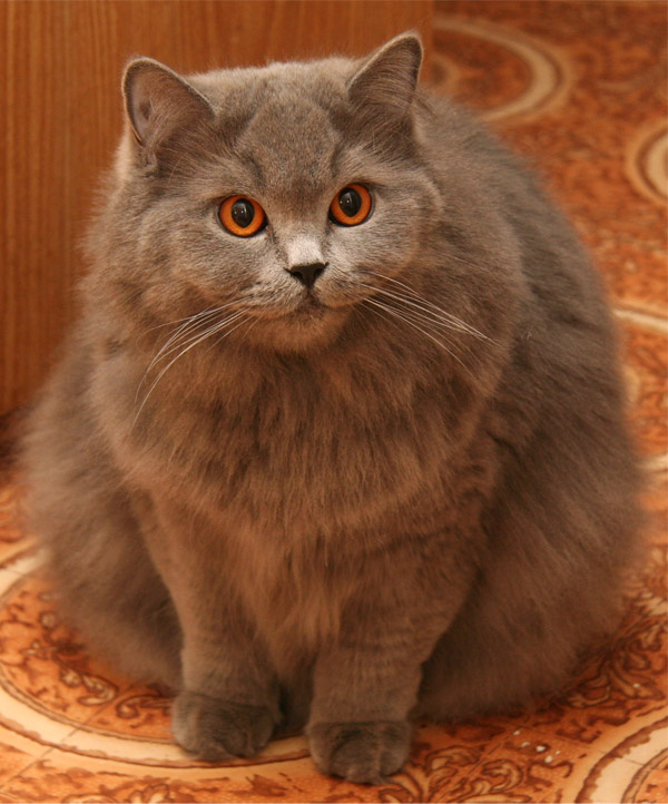 Пушистик киса кошка пушистик