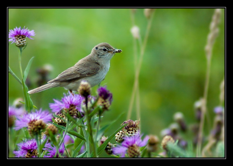 Бормотушка северная бормотушка booted warbler hippolais caligata