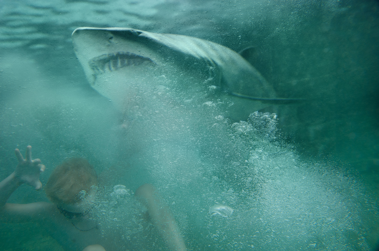 Shark акула, мальчик