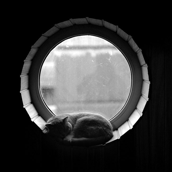 = Фен-Шуй = котофота