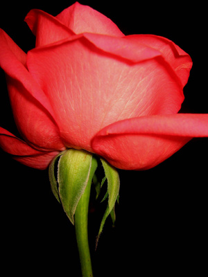 rose rose