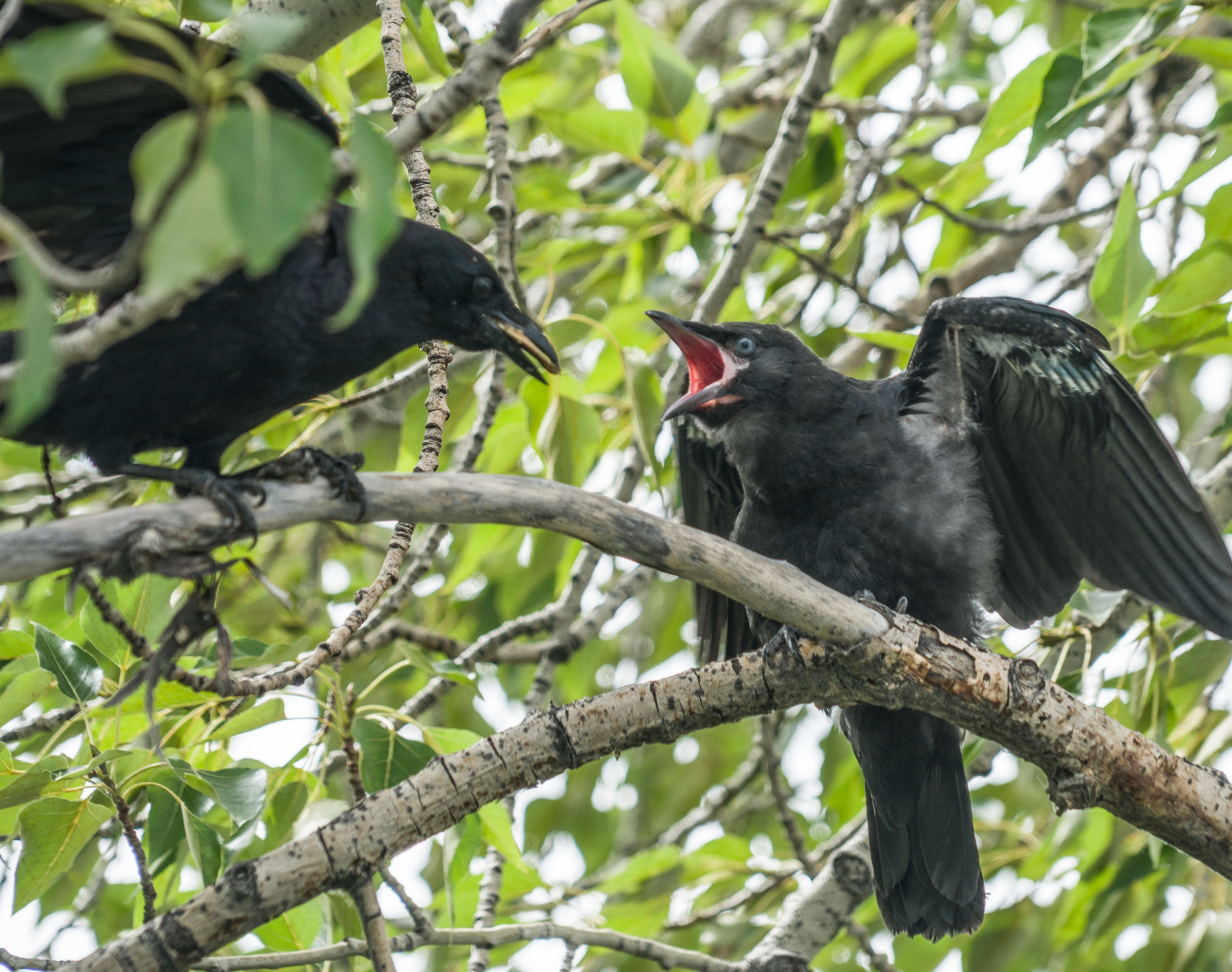 Покорми меня Птицы вороны кормление