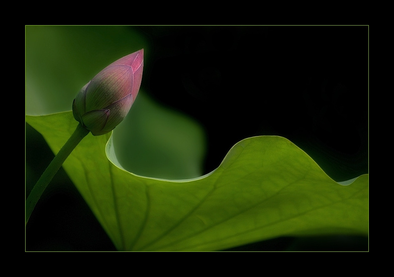the curve лотос