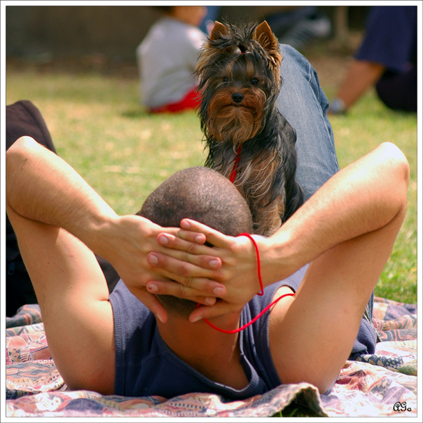 На посту (из серии: выстaвка собак). собака друг человека