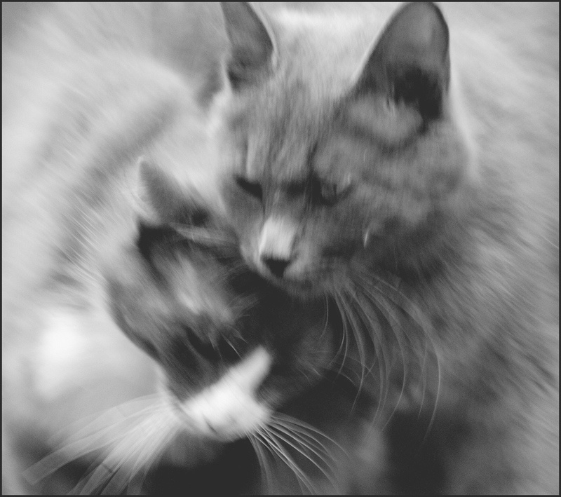Что тут скажешь.Серия.Бездомные домашние животные. Бездомные домашние животные