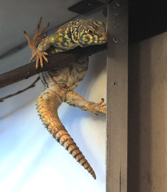 Весь вечер на манеже! украшенный шипохвост Uromastyx ornatus