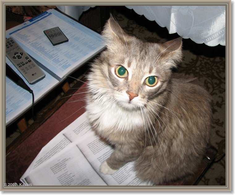 Ученый кот кот дом тигр