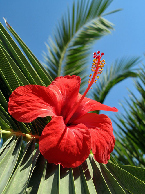 Palms blossom 