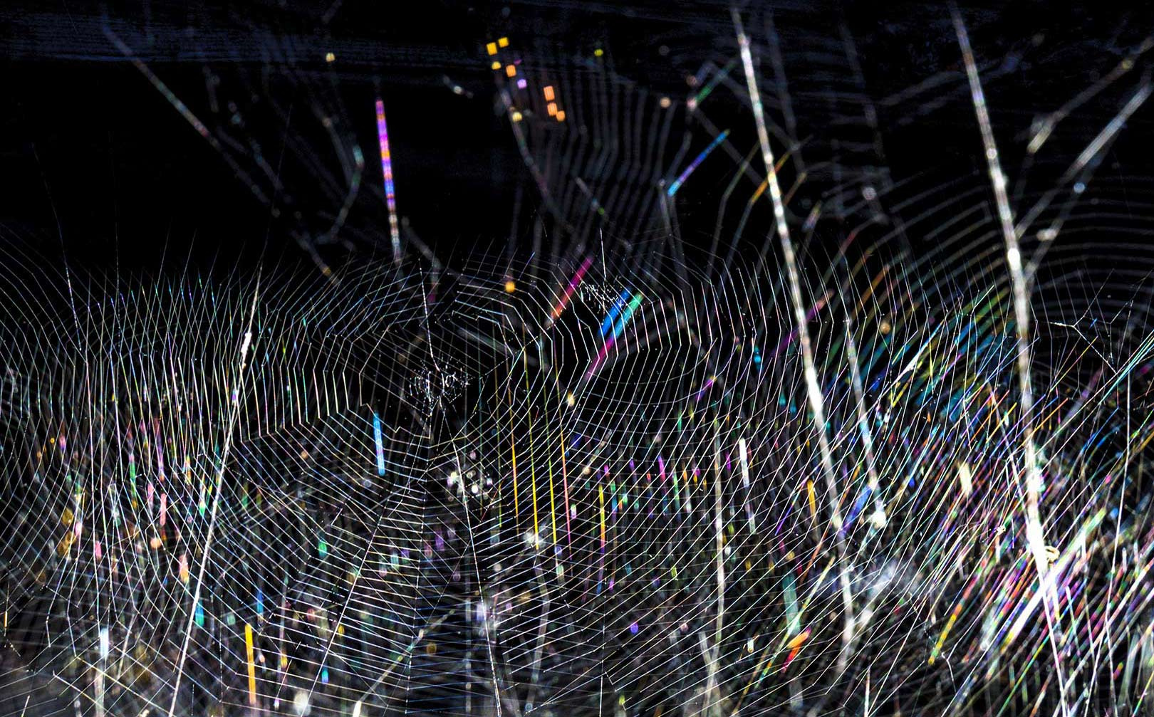 sunny web (2) паутина