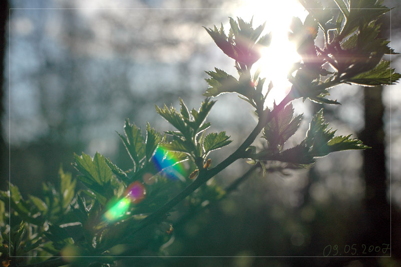 spring shot sun, tree, lenseflare