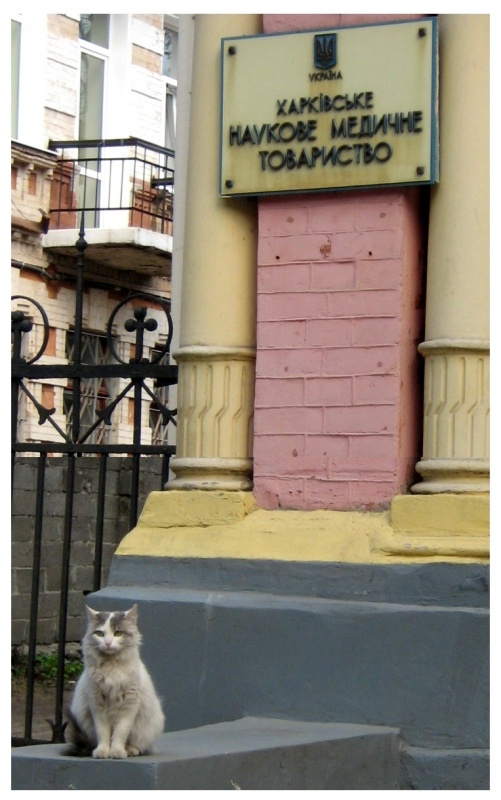 Кот-ученый кот ученый наука общество