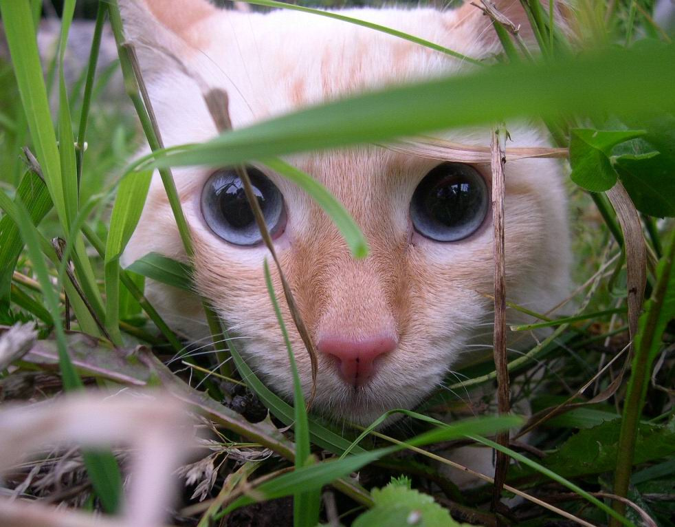 В траве сидел кузнечик... кот кузнечик в траве