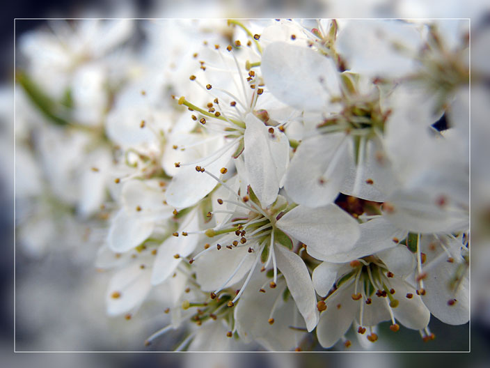 :::Flower::: цветы весна деревья листва белые яблоня