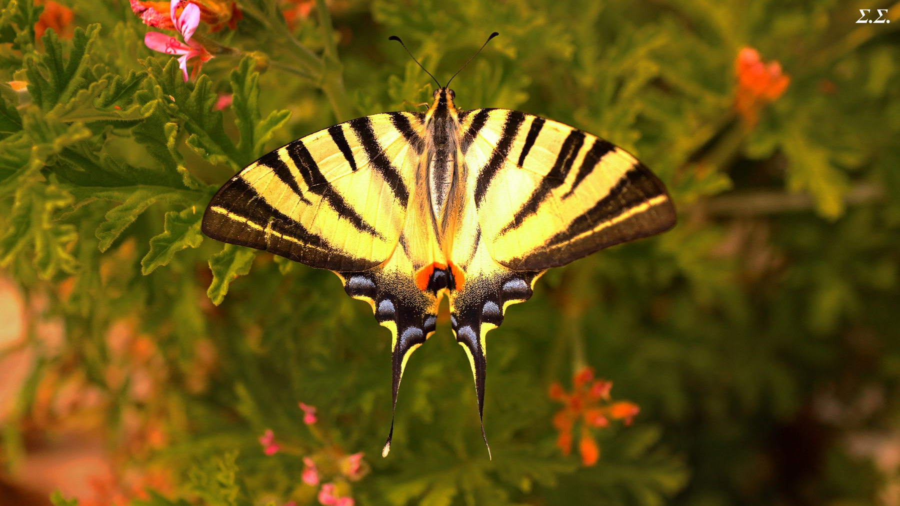 YELLOW AND BLACK BUTTERFLY 