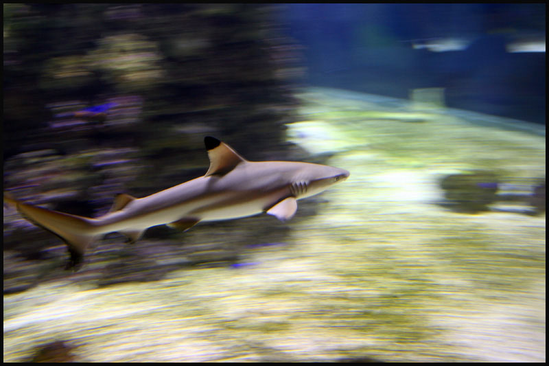 Shark 
