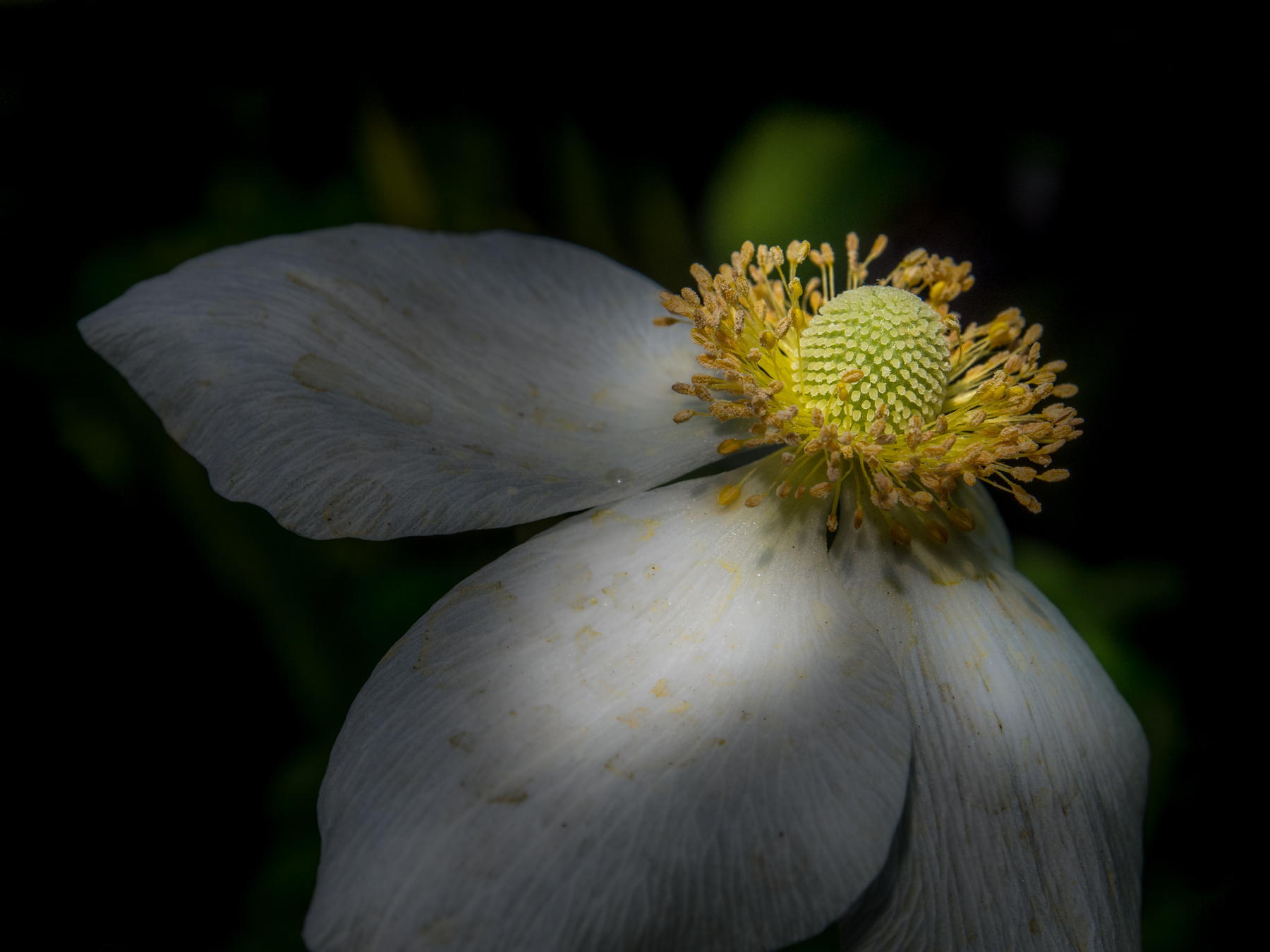 White Flower 
