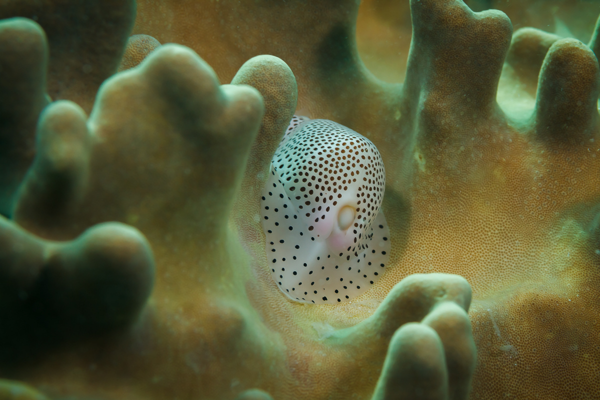 Calpurnus verrucosus 