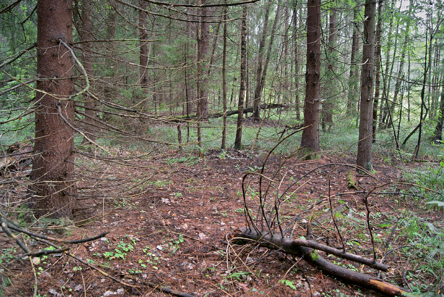Бурелом (4) 