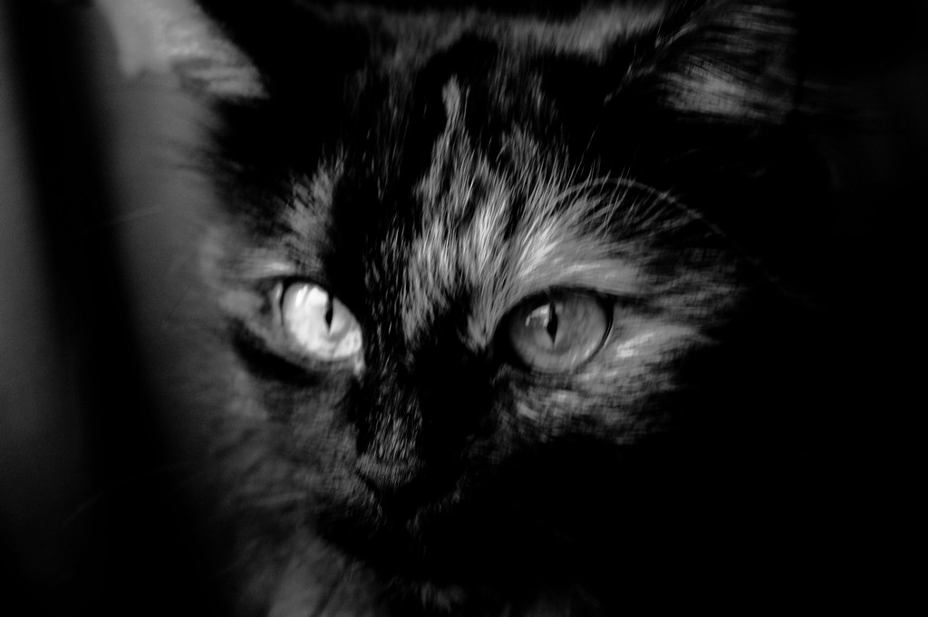 взгляд кошка взгляд