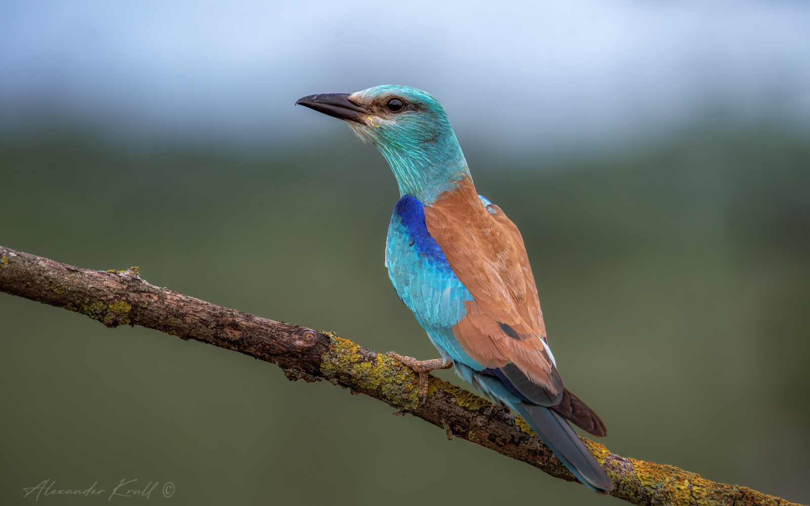 Ты сними меня, фотограф сизоворонка обыкновенная ракша coracias garrulus
