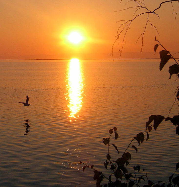 Закатный пейзаж закат, птица, море, чайка, солнечная дорожка