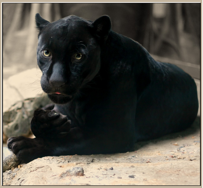 Слушай меня внимательно... Ягуар Jaguar