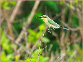 Blue-tailed bee-eater Пчелоед