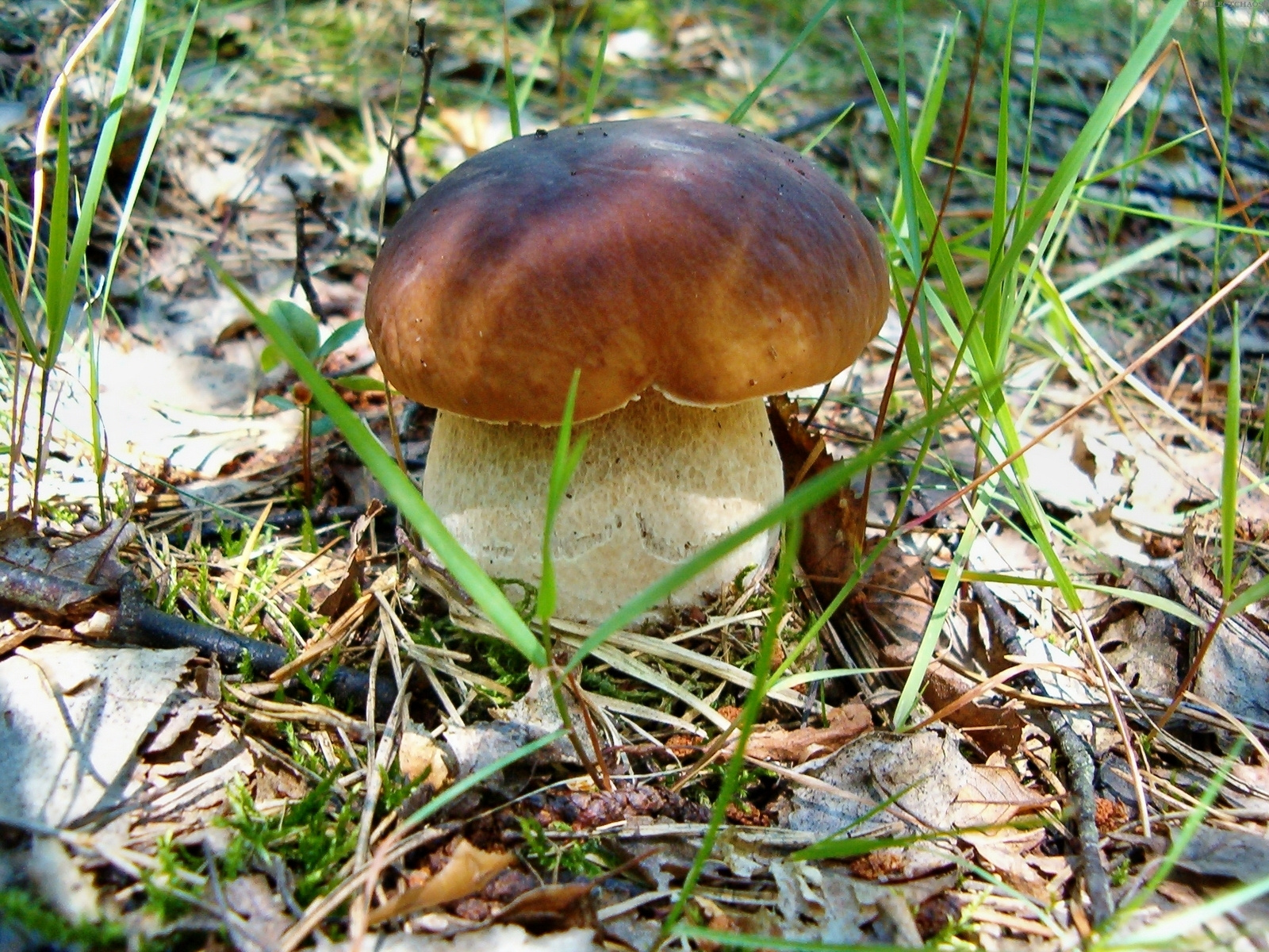 Беленький природа, грибы