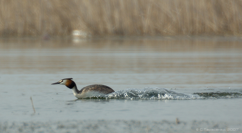 Полный вперед! водоплавающая птица чомга podiceps cristatus большая поганка природа Южный Урал