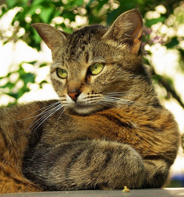 Портрет кошачий 