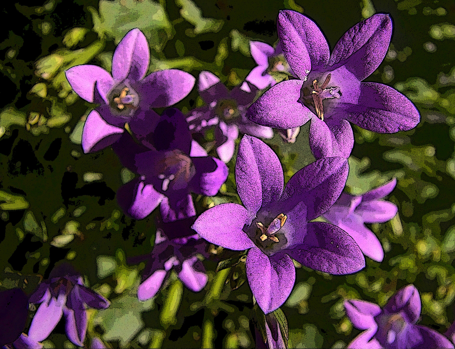Campanula колокольчик