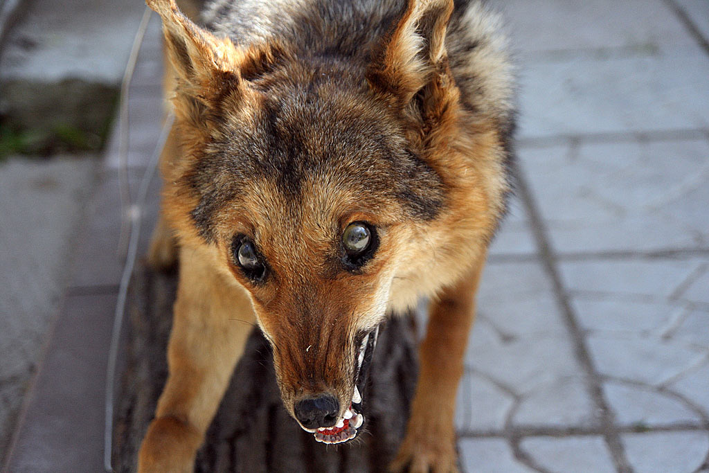 mortuus rabies бешенство