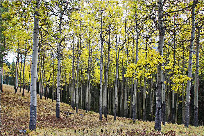 fall fall trees