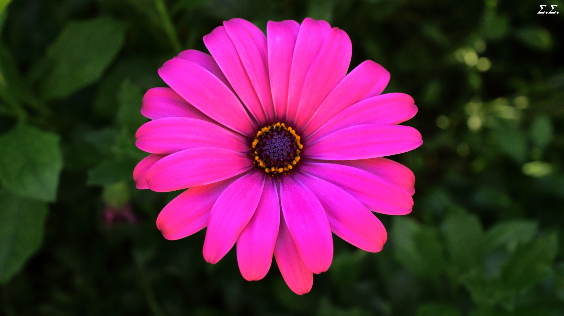 LILA FLOWER 