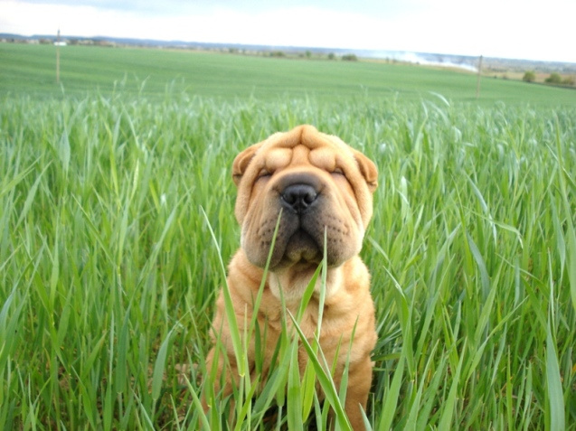 Vista-dog 