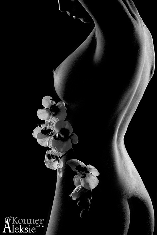 Orchid 