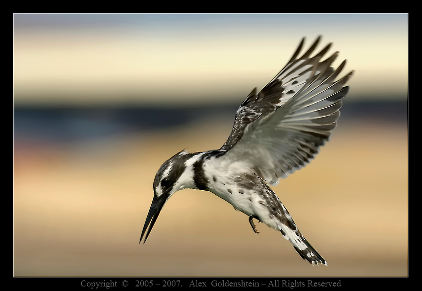Малый пегий зимородок (Pied Kingfisher). Малый-пегий-зимородок, Pied-Kingfisher,Ceryle-rudis